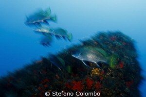 The group of fish in motion by Stefano Colombo 
